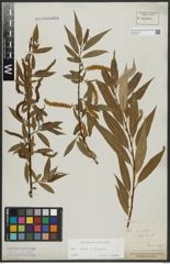 Foto von Salix alba L. x Salix fragilis L.